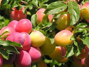 Плодово ягодные культуры и их строение