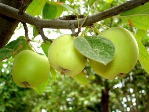 Обрезки и формирование слаборослой яблони