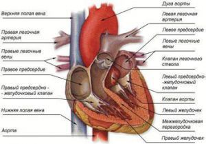 Недостаточность митрального клапана сердца: что это такое, лечение, симптомы, степени, причины, признаки