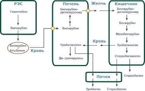 Обмен билирубина