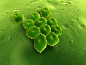 Инфекции, вызываемые acinetobacter: лечение, симптомы