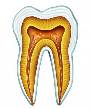 Анатомия и развитие зубов человека