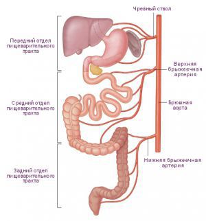 Анатомия и физиология желудка человека
