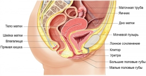 Наружное отверстие мочеиспускательного канала и прямой кишки у женщин