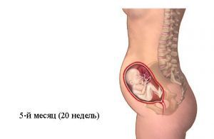 Пятый месяц беременности