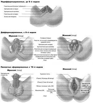 Развитие половых органов у плода по неделям