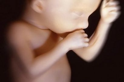 Эмбриогенез нервной системы Эмбриогенез нервной системы