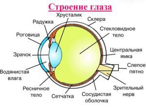 Анатомия глаза человека: строение