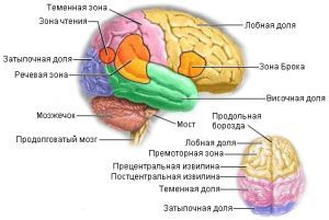 Метастатические опухоли головного мозга: что это такое, причины, лечение, симптомы, признаки