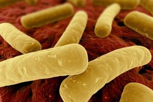 Клостридия диффициле (clostridium difficile): что это такое, лечение, причины, симптомы, признаки