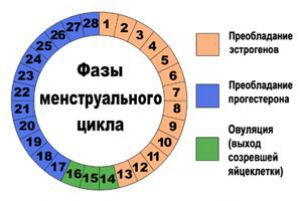 Менструальный цикл женщины: что это такое, причины, фазы, симптомы, лечение, регуляция