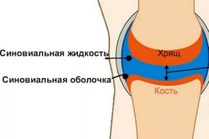 Синовиальная жидкость (синовия): что это такое, функции