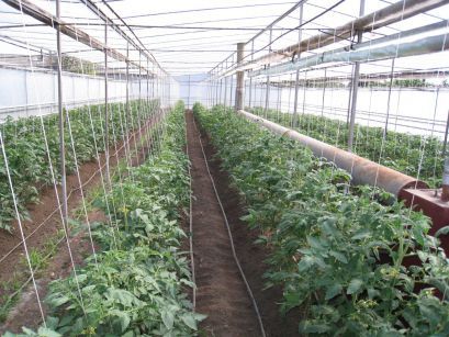 Технология выращивания помидоров в теплице
