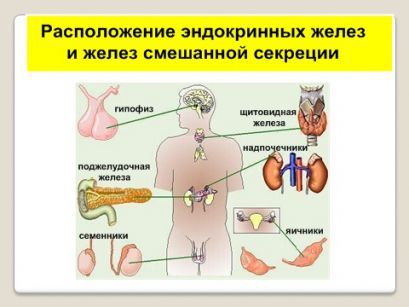 Эндокринная система организма человека