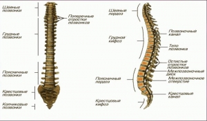 Осевой скелет человека: что это такое, из чего состоит