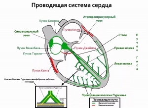 Возникновение и проведение возбуждения в сердце