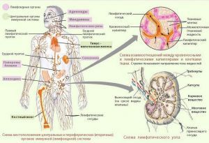 Нарушение функции лимфатической системы организма человека