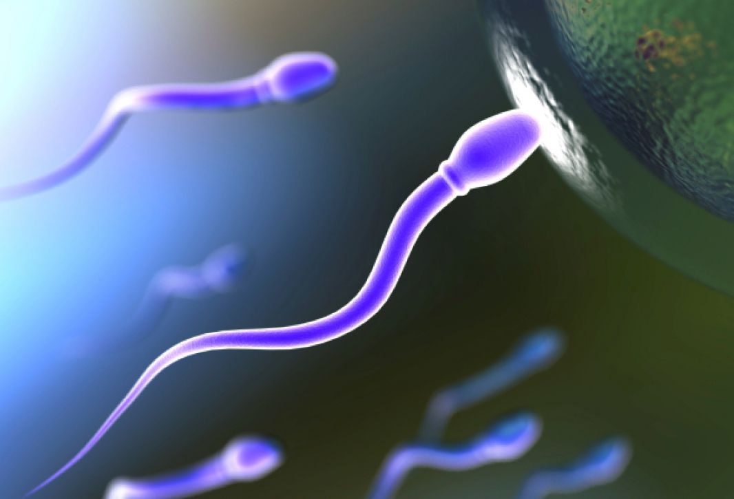Процесс зачатия ребенка, оплодотворение яйцеклетки
