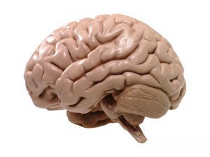 Головной мозг: особенности строения и паталогии