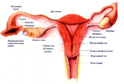 Наружные половые органы женщины, строение, анатомия