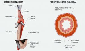 Травмы пищевода: симптомы, лечение, причины, признаки