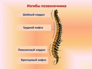 Изгибы позвоночника человека