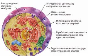 Клетка: строение, функции, размножение, виды клеток