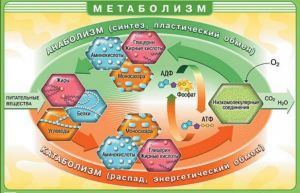 Нарушения метаболизма жирных кислот и глицерина