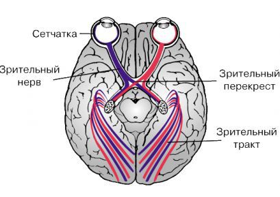 Анатомо топографические особенности зрительного пути