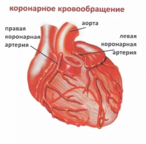 Коронарное кровообращение: что это такое, нарушение, недостаточность Коронарное кровообращение: что это такое, нарушение, недостаточность