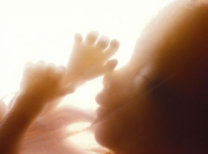 Эмбриональное развитие человека