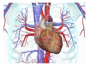 Лучевые методы исследования сердца