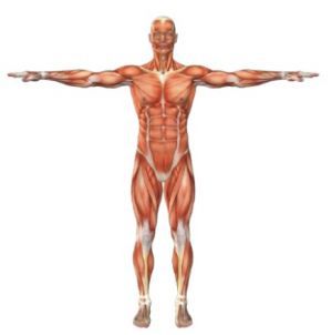 Мышцы: особенности строения
