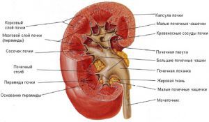 Строение и функции почки человека