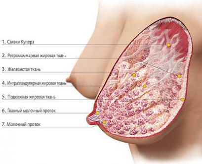 Анатомия женской груди