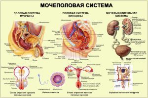 Мочеполовая система мужчин и женщин: заболевания, строение, органы