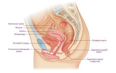 Репродуктивная женская система: эмбриология, анатомия, органы