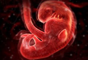 Формирование и развитие эмбриона и плода