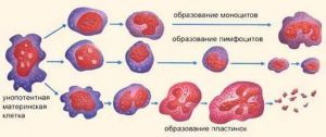 Система гемостаза (процесс образования клеток крови): методы исследования, диагностика, схема, факторы, показатели, норма, нарушение
