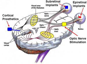 Зрительный нерв. Анатомо физиологические особенности