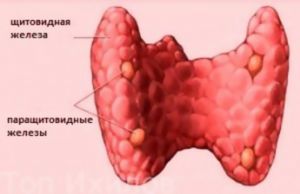 Вторичный гиперпаратиреоз: лечение, симптомы, причины, признаки