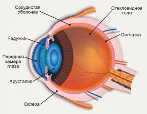 Строение и функции органа зрения человека