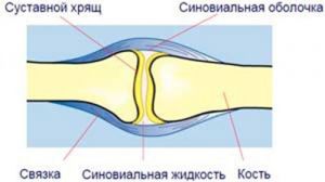 Зоны суставного хряща Зоны суставного хряща