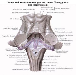 Оболочки и желудочки мозга. Цереброспинальная жидкость