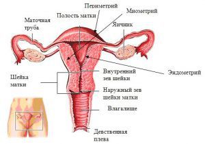 Внутренние половые органы женщины, строение, анатомия