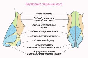 Анатомия носа и околоносовых пазух: клиническая анатомия, физиология, методы исследования