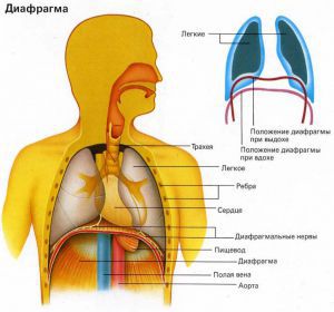Болезни диафрагмы: диафрагматит, клоническая судорога диафрагмы (икота), паралич диафрагмы, диафрагмальная грыжа, лечение, симптомы