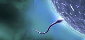 Сперма вашего мужа определяет пол вашего ребенка
