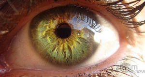 Вегетативная иннервация глаза и его придаточного аппарата