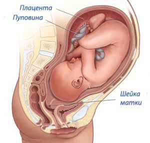 Раскрытие шейки матки перед родами, симптомы, признаки